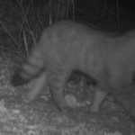 Seltene Wildkatze kehrt nach Schleswig-Holstein zurück