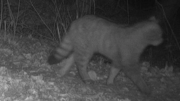 Seltene Wildkatze kehrt nach Schleswig-Holstein zurück