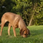 Hund frisst Gras: Was dahintersteckt und wann es kritisch wird