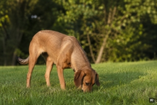 Hund frisst Gras: Was dahintersteckt und wann es kritisch wird
