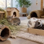 Kaninchen beschäftigen: Platz, Gehege und Ideen gegen Langeweile